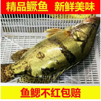 鱖魚桂魚桂花魚淡水魚真空活凍桂魚9兩條冷鏈運輸