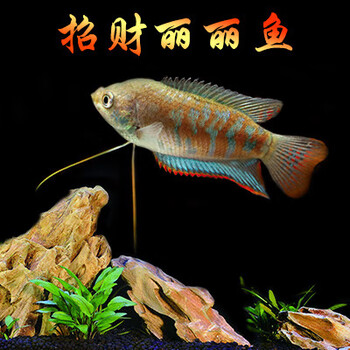 墨一蓝曼龙鱼活体丽丽鱼曼龙鱼小型热带鱼观赏鱼金鱼吃蛋白虫鱼 招财