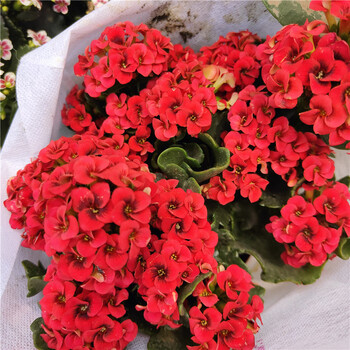 爵谷凤尾宫灯长寿花盆栽重瓣大花室内植物种小苗巴黎系列老桩 酒红色