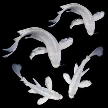 纯种龙凤锦鲤黄金龙凤淡水鱼活体 黑金龙凤白金龙凤冷水鱼风水鱼 白金