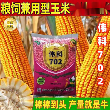 农业盛宴：玉米种子批发行业的新篇章