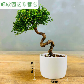 真柏新款- 真柏2021年新款- 京东