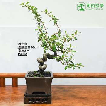潮裕盆景状元红盆景老桩植物室内外盆栽花卉绿植别墅庭院装饰摆件造景高端名贵新中式玄关办公室好养客厅状元红盆景1 图片价格品牌报价 京东