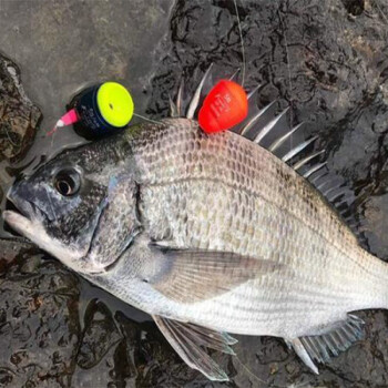 黃腳立魚海釣黃翅魚活鮮魚黃鰭鯛深海鮮捕水產黑黃雕魚黃牆魚港榮4