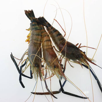 利妙财风淡水虾王罗氏沼虾大青虾大青虾马拉西亚大虾罗氏虾淡水虾昌盛