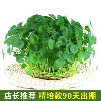 带叶铜钱草水培盆栽植物室内小绿植花卉水养金钱草籽水生四季好养定制店长精品款 一盆 带叶发货 店长精品款 2盆 带叶发货 不含盆 不含盆 图片价格品牌报价 京东