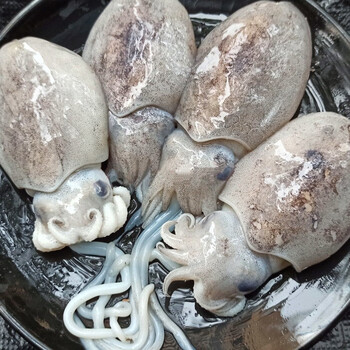 叼鲜生墨鱼宝宝