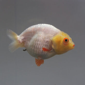 活鱼养不死冷水淡水小泰狮鎏金观赏鱼苗批发特价 5-7cm玉兔兰寿苗2条