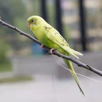 观赏鸟说话鸟小鸟活物家养鸟宠物鸟虎皮鹦鹉黄色云斑包教说话公母鸟窝