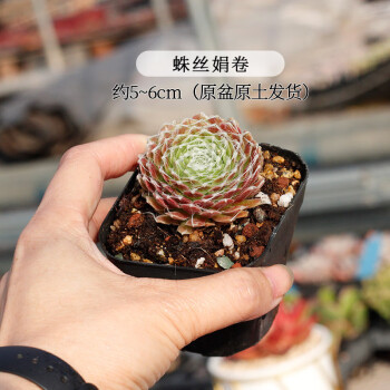 多肉卷娟型号规格- 京东