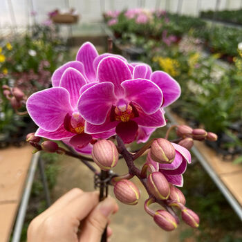 蝴蝶兰矮种金边蝴蝶兰花苗金叶咖啡带花苞名贵盆栽花卉植物室内客厅