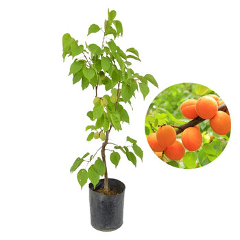 杏树嫁接苗特大果树苗新品种盆栽地栽当年结果杏子南方北方种植庭院花园耐寒多年生木本植物易成活沂水丰田3年苗 图片价格品牌 杏树嫁接苗特大果树苗新品种盆栽地栽当年结果杏子南方北方种植庭院花园耐寒多年生木本植物易成活沂水丰田3年苗 图片价格品牌