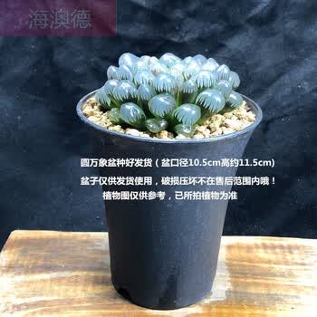 Ob1冰灯玉露母本多肉植物十二卷类圆万象盆种好发货绿植盆栽植物种植盆实拍参考图勿拍 图片价格品牌报价 京东