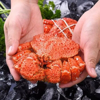 帝王蟹智利雪熟冻特大螃蟹皇帝腿鲜活冷冻熟食 熟冻智利雪蟹400-500g