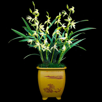 型建兰四季兰墨兰室内绿植盆栽兰花苗带盆驱蚊花卉 【四季兰】玉女素
