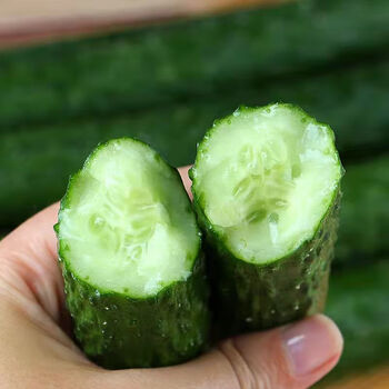 新鲜黄瓜现摘脆嫩长黄瓜5带刺斤生吃绿色青瓜6斤左右弯瓜