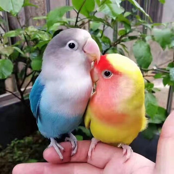牡丹鹦鹉活体爱情鸟绿牡丹鹦鹉活物说话鸟鹦鹉鸟彩色鸟活体黄桃绿桃