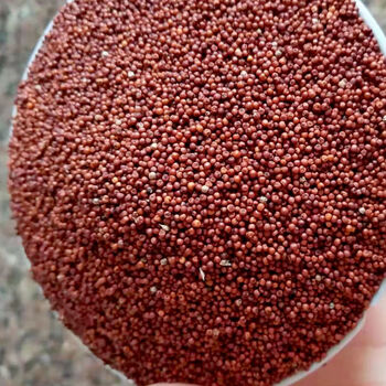 新鲜鸭脚粟广西岑溪矮脚粟粉粟米粒龙爪粟铲子粉拳头粟穇子米杂粮