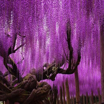 紫藤花树苗庭院围墙爬藤植物苗南方北方种植盆栽地栽当年开花紫玉藤1