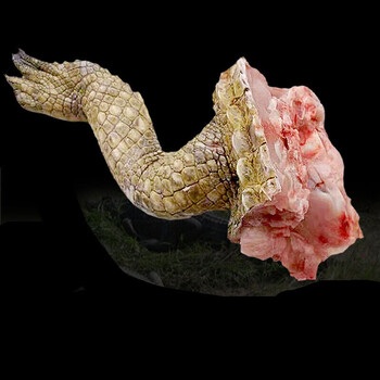 鳄鱼  新杀鳄鱼  整只 食材 煲汤 火锅刺身 整条鳄鱼人工养殖 礼盒