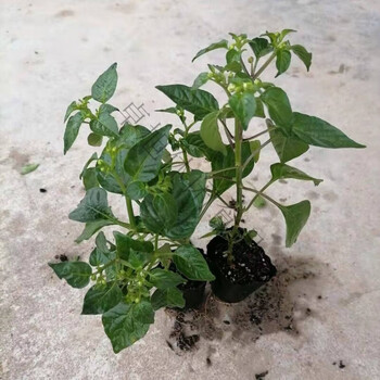 广西七彩椒苗五彩辣椒苗小米椒 6棵七彩椒苗带小花苞带土带杯