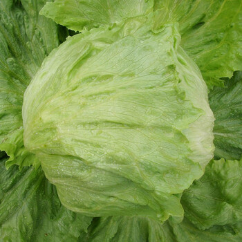 寿禾生菜种子结球生菜圆球生菜种籽四季盆栽绿翡翠结球生菜种子10g