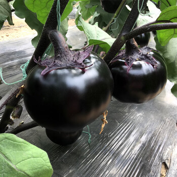 京丰黑圆茄种子黑将军茄子1000粒颜色黑亮口感好农田基地蔬菜种子籽