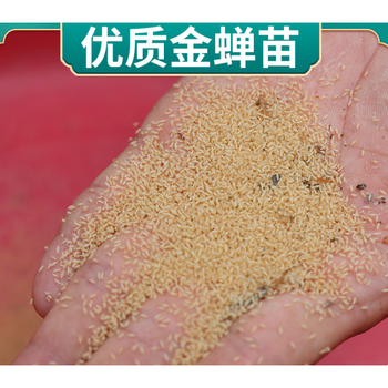 金蝉苗幼苗知了猴种子金蝉养殖活体蝉蚁孵化好金蝉幼虫苗卵枝金蝉幼苗