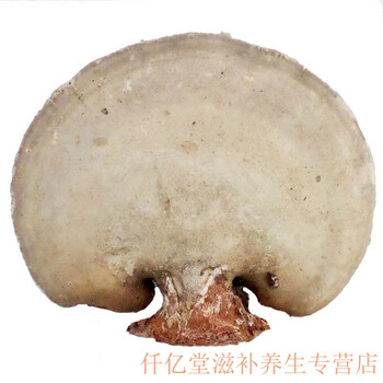 白灵芝东北长白山白桦树灵芝完整灵芝玉芝整枝林芝桦剥管菌一件半斤