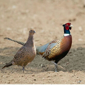 鲜活农家七彩鸡活体成年七彩鸡包活到家朴彩pucai母鸡一只