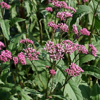 澳颜莱佩兰 eupatorium fortunei turcz.