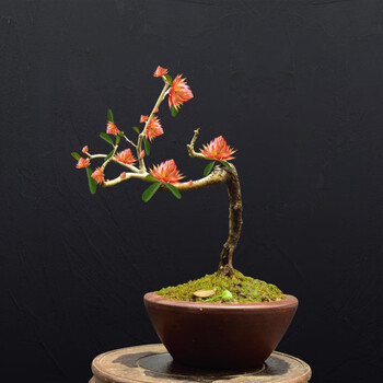 【精品绿植】天然檀香苗平安聚财纳福金莲花苗盆栽花卉南北方种植耐寒