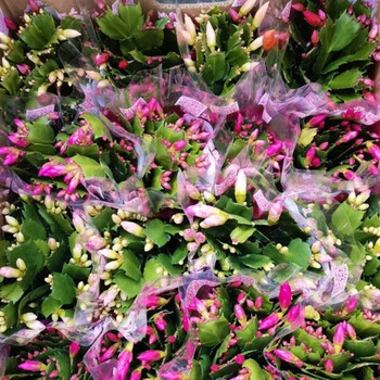 缤纷盆栽蟹爪兰带花苞发货花卉多肉植物绿植室内阳台客厅四季开花好养蟹爪兰混色箱11cm 混箱盆 图片价格品牌报价 京东