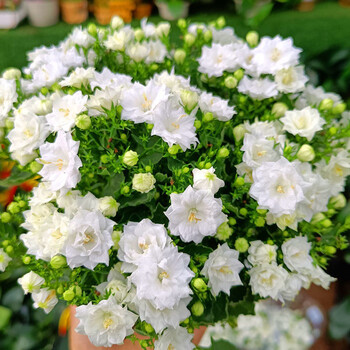 山头林村丹麦风铃花盆栽花苗重瓣风铃草带花苞室内阳台办公室四季花卉