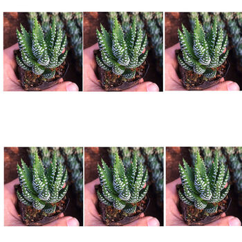 金海鹰爪硬叶十二卷多肉植物盆栽室内防辐射桌面绿植花卉吸花鹰爪6盆