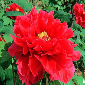 牡丹花苗盆栽大苗洛阳带花苞芍药花种鲜花重瓣花卉牡丹花树苗 中国红