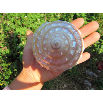 戴安娜超大夜光珍珠塔螺标本螺收藏螺地中海天然贝壳海螺 天然海螺