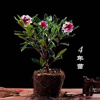 金边瑞香盆栽浓香型耐寒花卉观花植物室内外四季开花大苗精品4年苗春冬爆盆不含盆 图片价格品牌报价 京东