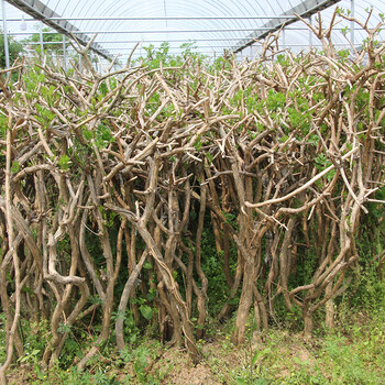 凌霄花苗爬藤植物花树苗老桩炮仗花北方庭院耐寒攀援爬墙花卉凌霄30cm