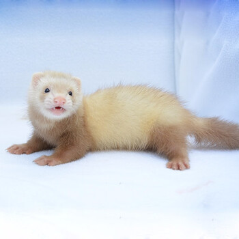 安哥鲁貂活体 宠物雪貂活物幼崽玛雪儿貂宝宝安格鲁貂 奶茶色安格鲁貂