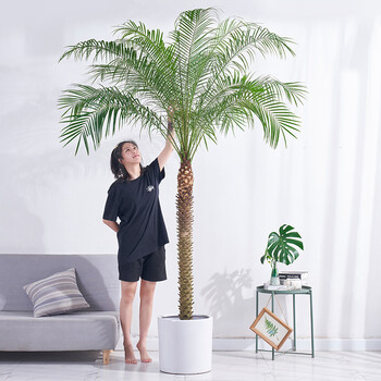 手耕田针葵盆栽大型植物室内办公室客厅书房针叶葵北净化空气绿植盆景