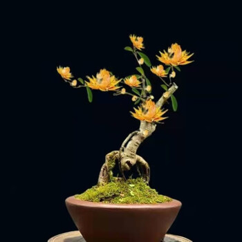 精选绿植天然檀香苗平安聚财纳福金莲花苗盆栽花卉南北方种植耐寒驱蚊