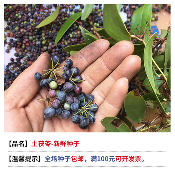 土茯苓-种子 500粒【图片 价格 品牌 报价】-京东