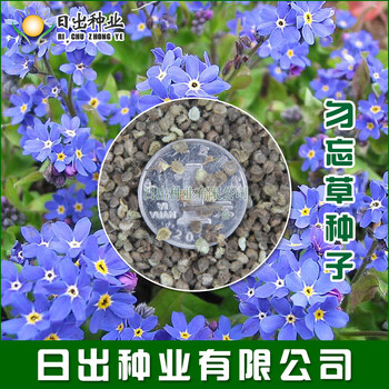 播种心情勿忘草种子蓝色小花勿忘我种子室内阳台盆栽花卉种子易活播种勿忘草1斤 图片价格品牌报价 京东 播种心情勿忘草种子蓝色小花勿忘我种子室内阳台盆栽花卉种子易活播种勿忘草1斤 图片价格品牌报价 京东