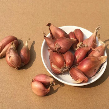 现货直发四川黄葱头小香葱头四季葱种子新鲜葱头熬油葱火葱小葱种250g