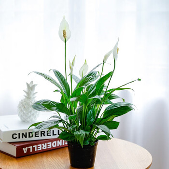 送货上门盆栽植物花卉批发观花绿植室内室外净化空气绿化一帆风顺原盆