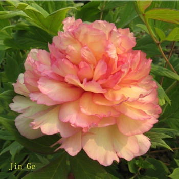 汉柠牡丹花苗四季易种芍药树苗室内盆栽室外庭院耐寒开花易活植物金阁