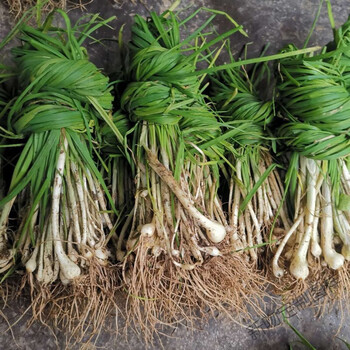 6015贵州野生苦蒜小蒜新鲜小蒜新鲜野菜正蒜野蒜子小根蒜食品定制