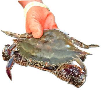 活鲜三蟹岛莱州鲜活梭子蟹鲜活梭子蟹新鲜飞蟹特大海螃蟹满黄红膏母蟹