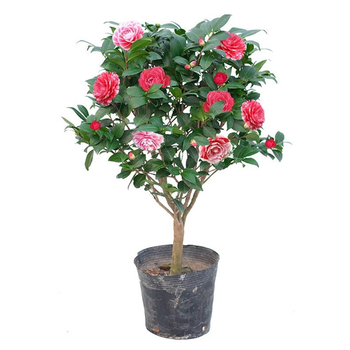 茶花苗山茶花苗四季茶花盆栽带花苞浓香型好养茶花树苗盆栽耐寒花卉观